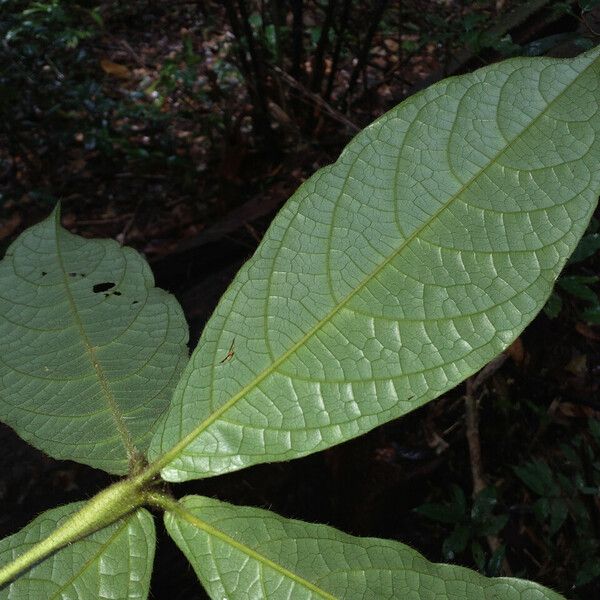 Cordia nodosa Leaf