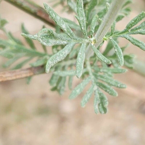 Lavandula coronopifolia Leaf