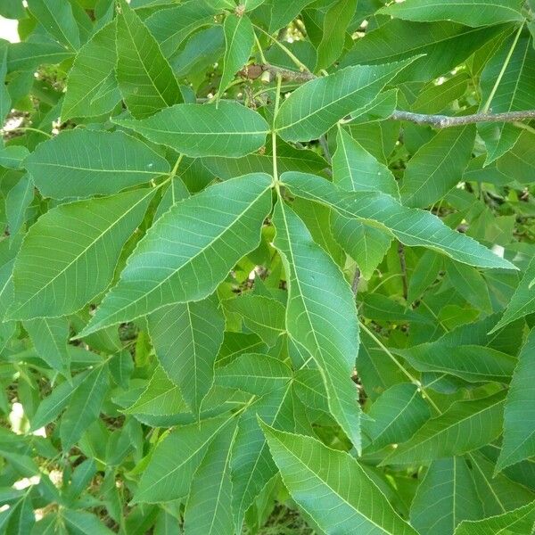 Carya glabra Liść