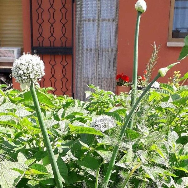 Allium cepa Flower