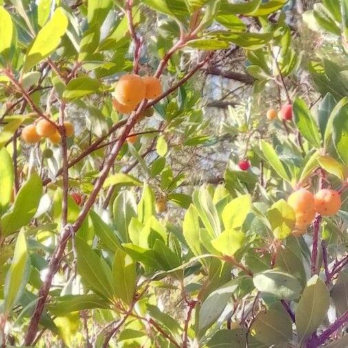 Arbutus × andrachnoides Frutto