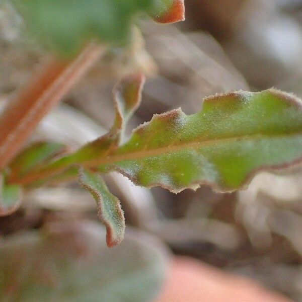 Reseda phyteuma Habit