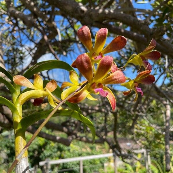 Encyclia tampensis Flor