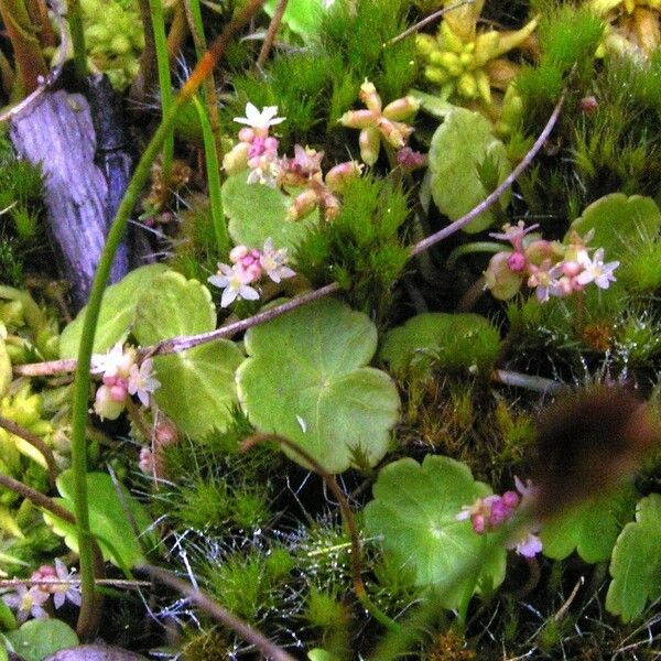 Hydrocotyle vulgaris Lehti