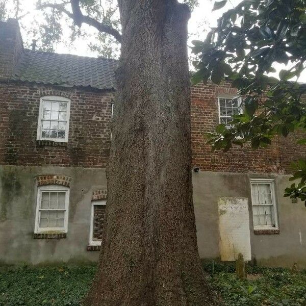 Quercus virginiana Rinde