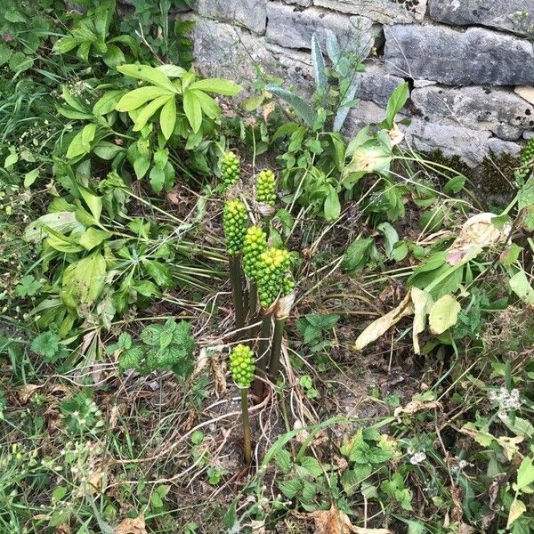 Arum pictum ফল