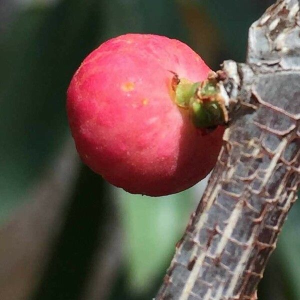 Ficus salicifolia Vili