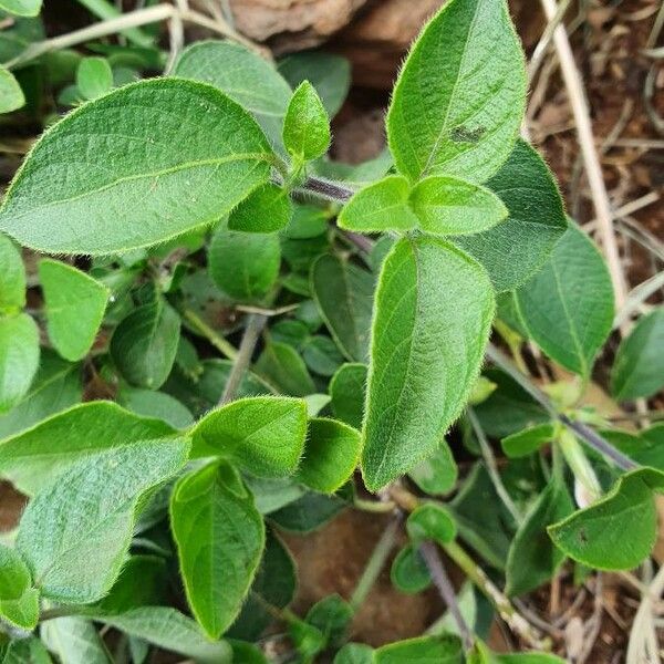 Ruellia prostrata Hoja