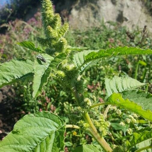 Amaranthus retroflexus 果實