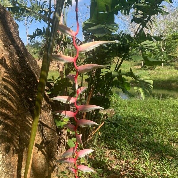 Heliconia chartacea Кветка