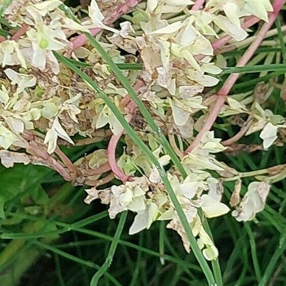 Fallopia dumetorum Flower