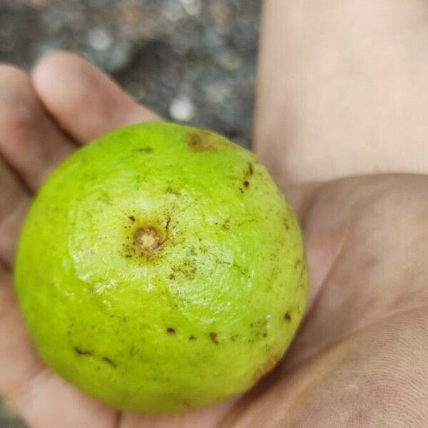 Psidium friedrichsthalianum Fruit