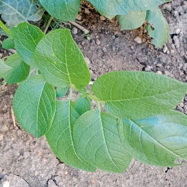 Solanum tuberosum Blatt