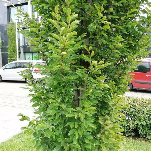 Carpinus betulus Leaf