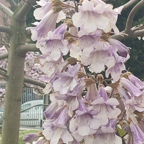 Paulownia tomentosa Muu