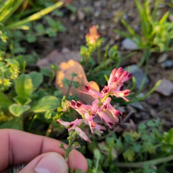 Fumaria densiflora Квітка