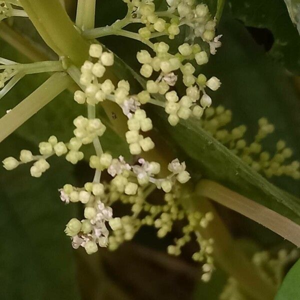 Pilea angulata Flower