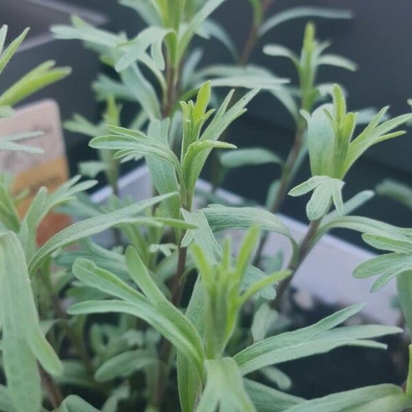 Artemisia dracunculus পাতা