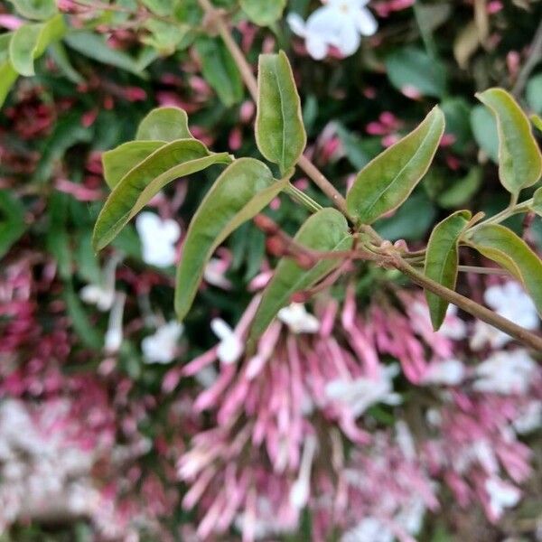 Jasminum polyanthum Ліст