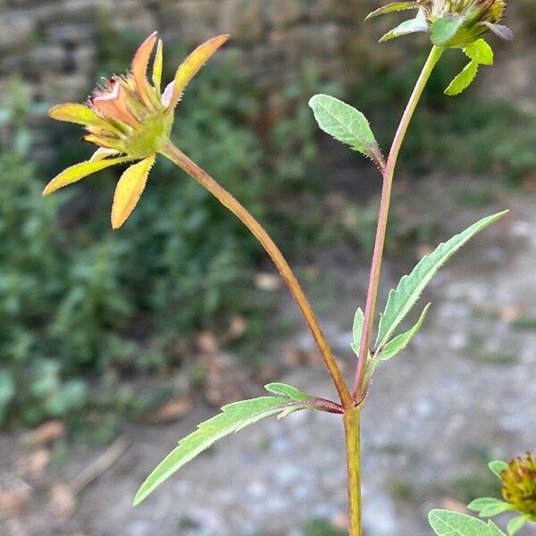 Bidens tripartita Blüte