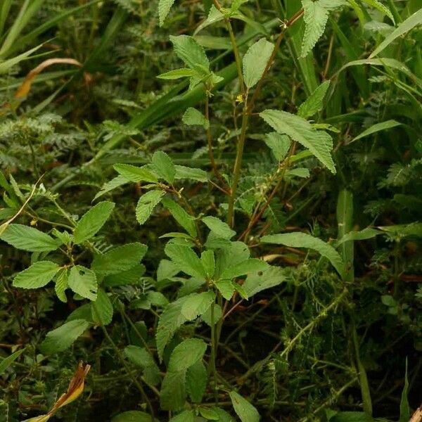 Corchorus tridens Alkat (teljes növény)