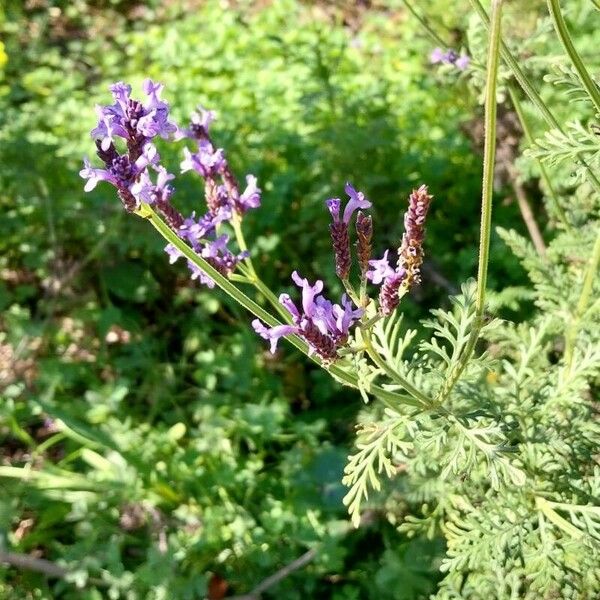 Lavandula canariensis फूल