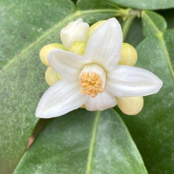 Citrus maxima Flower