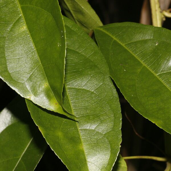 Amanoa guianensis Feuille