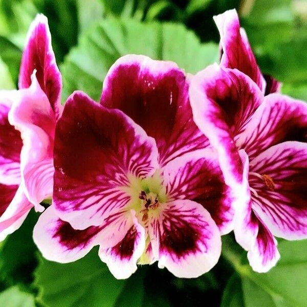 Pelargonium × hybridum Flower