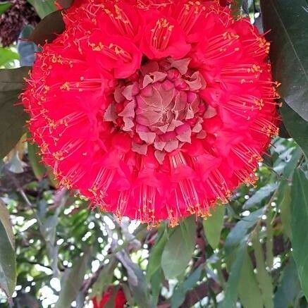 Brownea grandiceps Flower