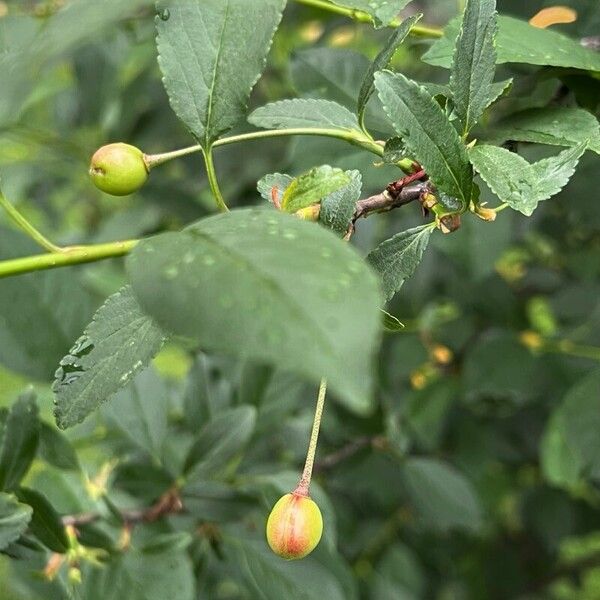 Prunus fruticosa Fruit