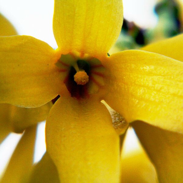 Forsythia suspensa Flor