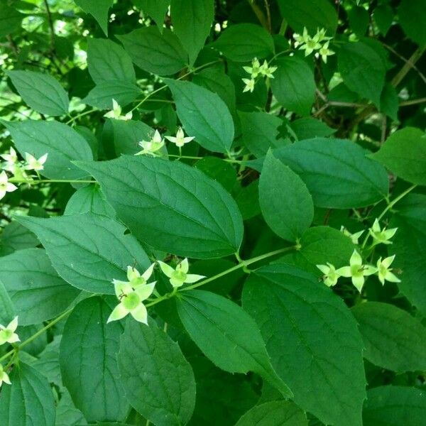 Philadelphus coronarius Fruit