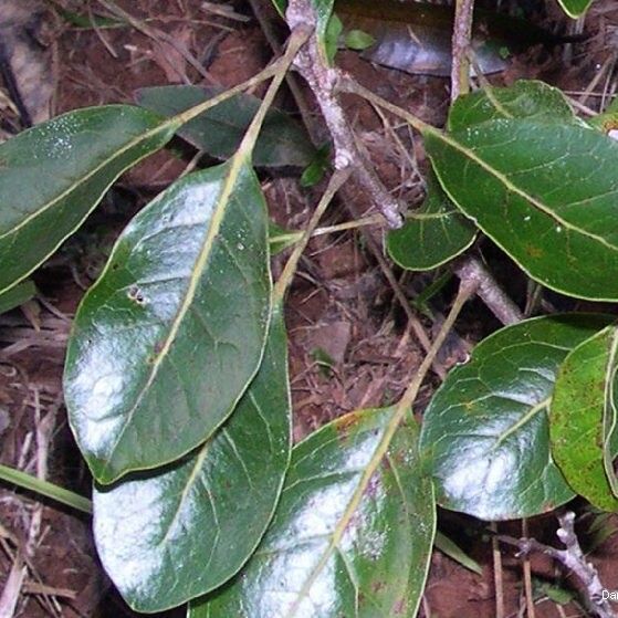 Sleumerodendron austrocaledonicum