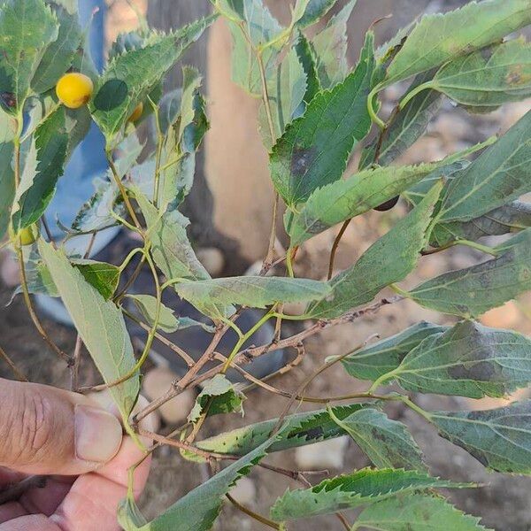 Celtis australis Fulla