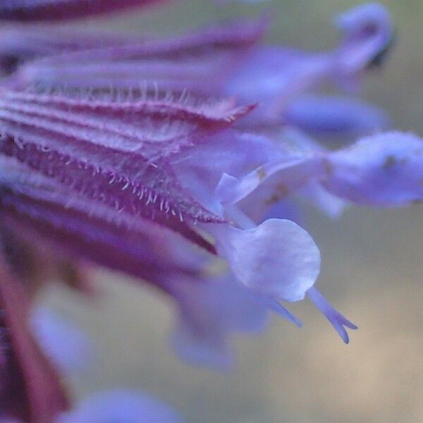 Salvia verticillata Цветок