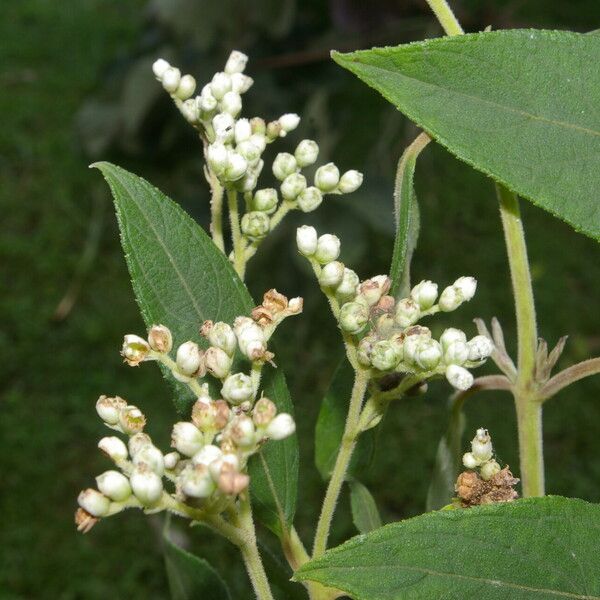 Clibadium surinamense Blatt