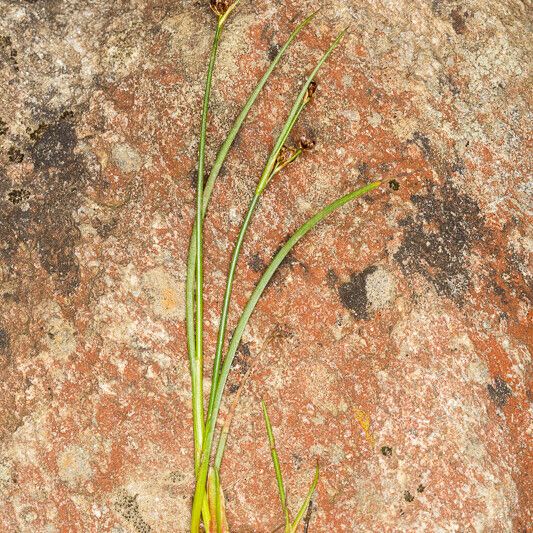 Juncus alpinoarticulatus Bark