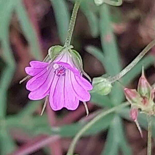 Geranium columbinum Blomma