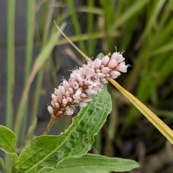 Persicaria amphibia Flower