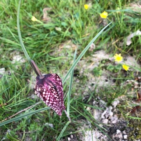 Fritillaria meleagris Flor