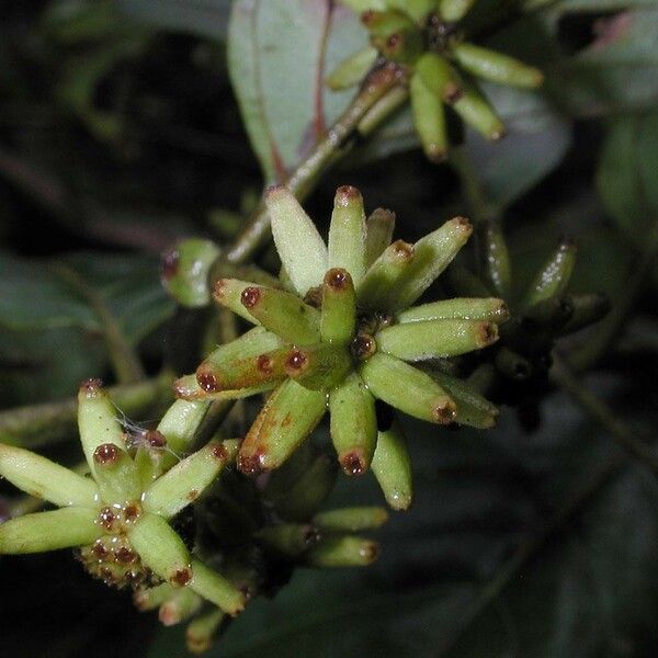 Uncaria tomentosa Altres