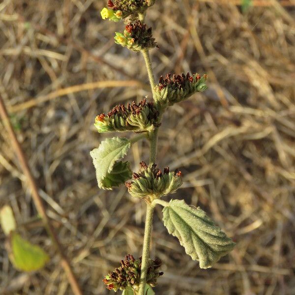 Waltheria indica Листок