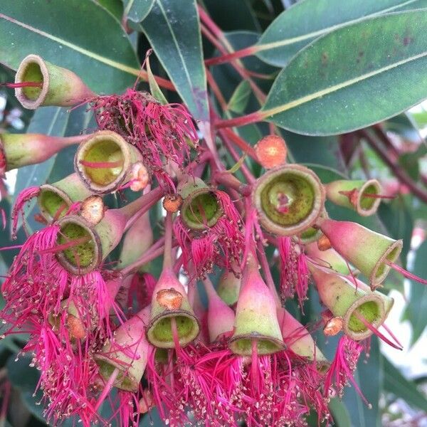 Corymbia ficifolia Lorea