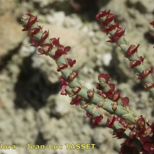 Anabasis articulata മറ്റ്