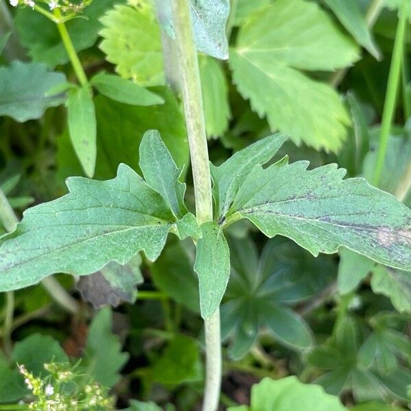 Valeriana tripteris পাতা