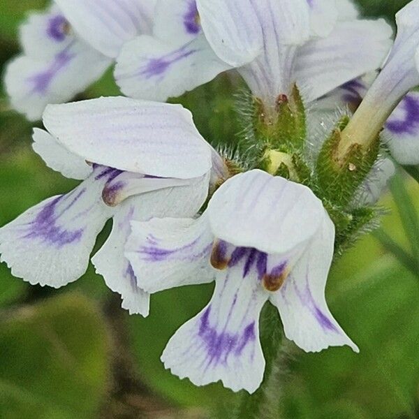 Craterostigma hirsutum फूल