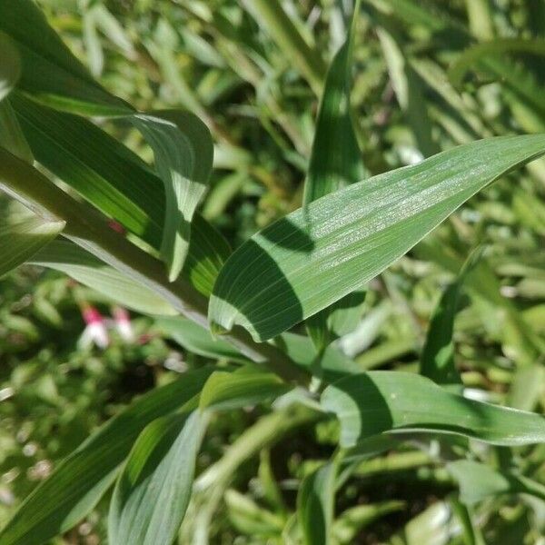 Alstroemeria aurea 葉