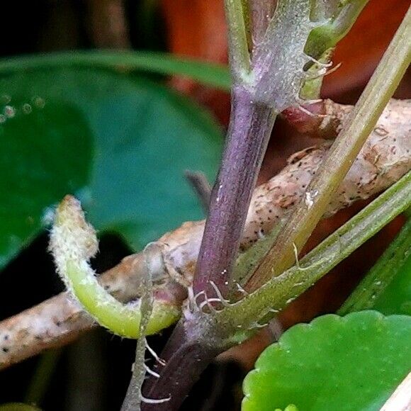 Viola riviniana Bark