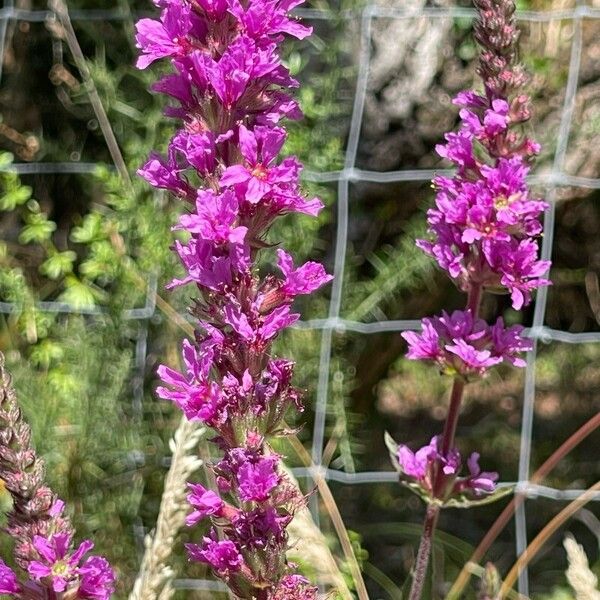 Lythrum virgatum Flower